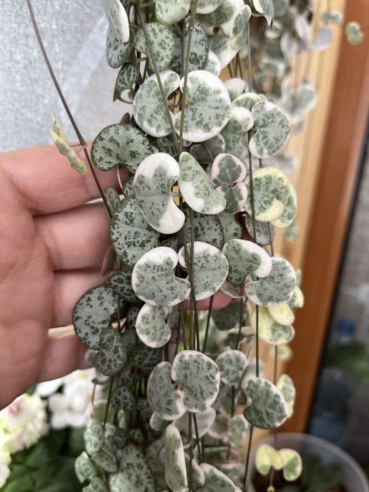 Церопегія Вуду варієгатна