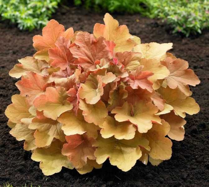 ŻURAWKA Caramel Heuchera - sadzonki w doniczkach