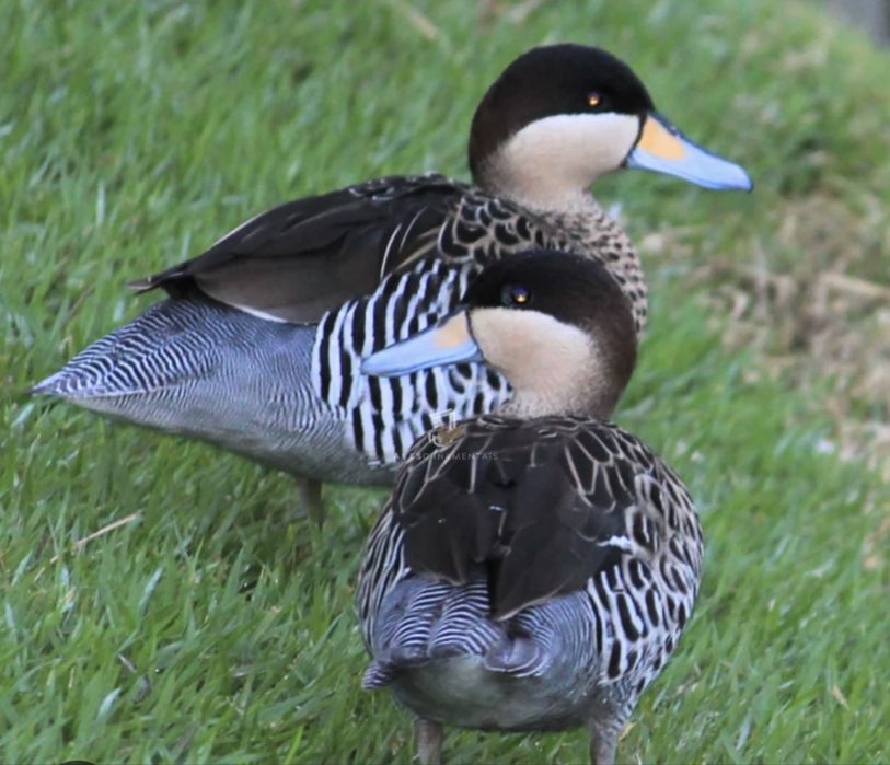 Patos exoticos casais