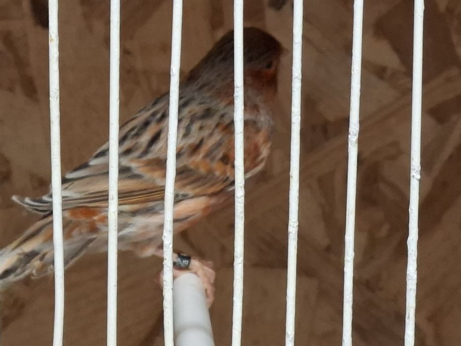 Canario agata vermelho nevado