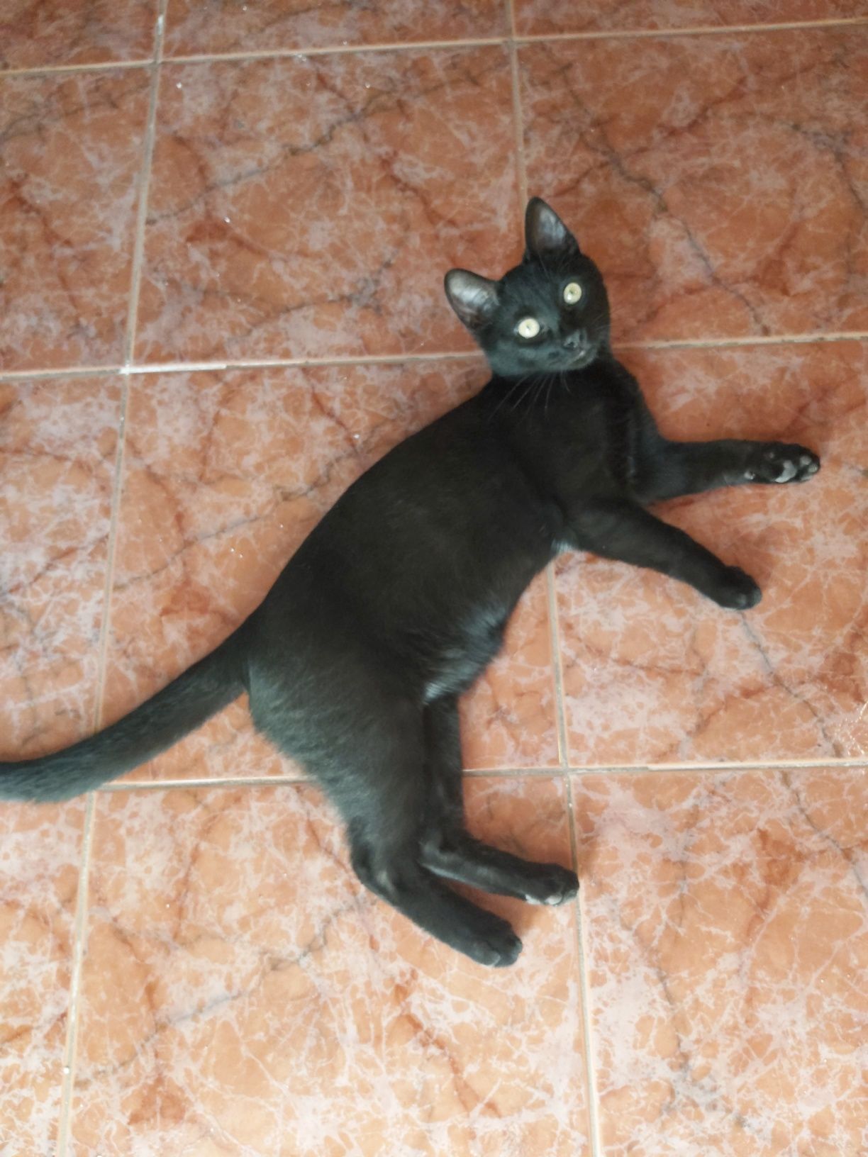 Gatinho com 5 meses para adopção