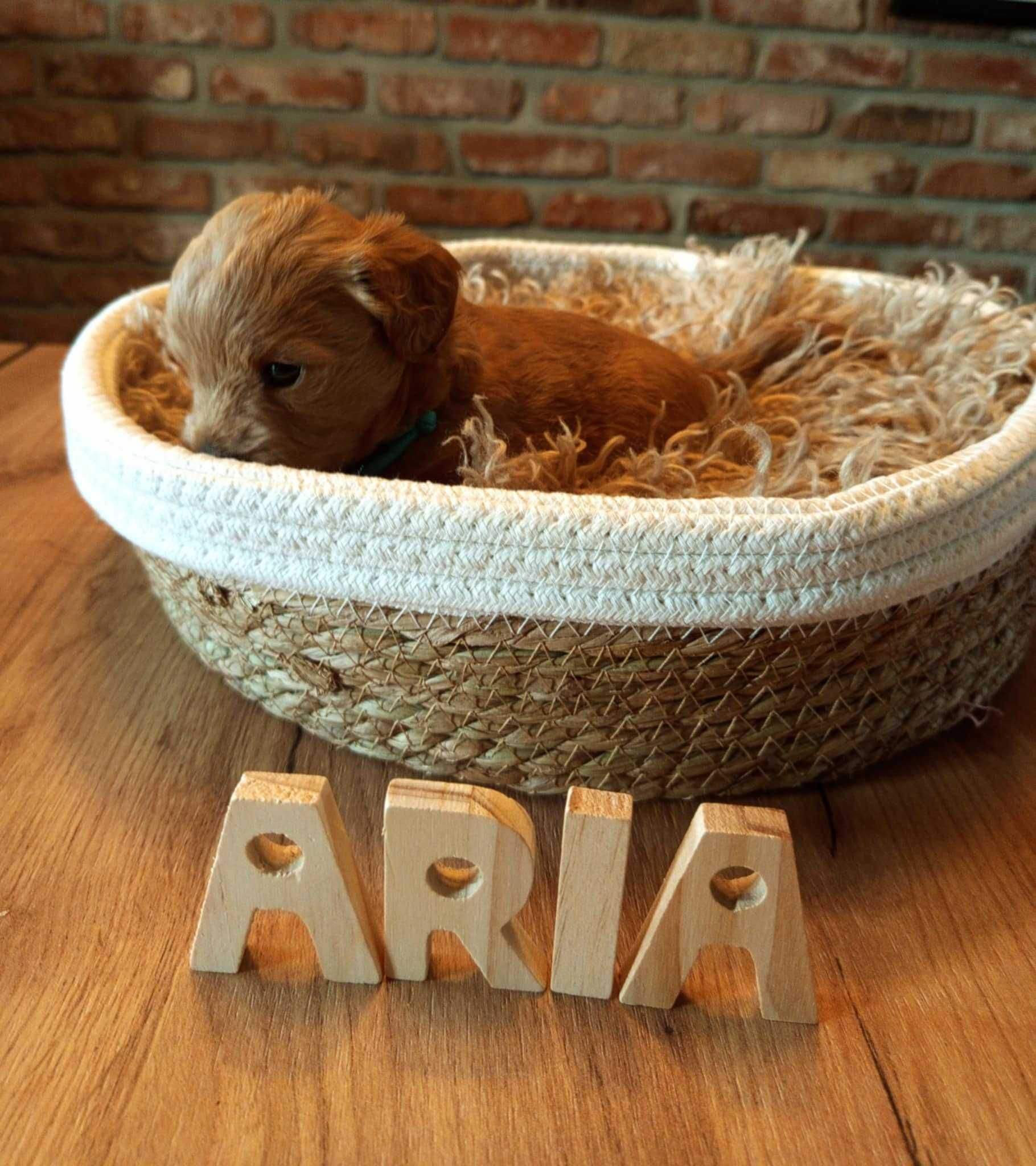 Maltipoo F1 Aria zarezerwowana