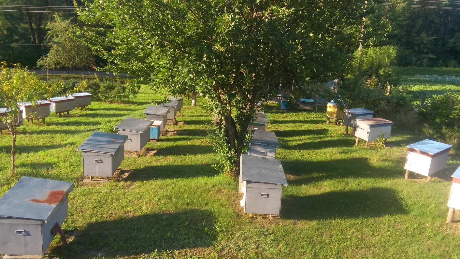 Бджоли, бджолопакети, пчёлы,  бджолині сім'ї