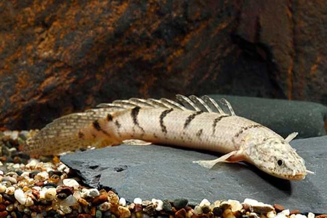 Wielopłetwiec pancerny - Polypterus delhezi