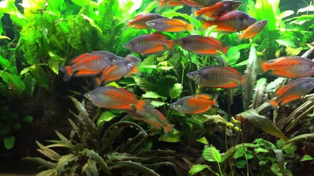 Tęczanka Parkinsona - Melanotaenia parkinsoni - dowóz, wysyłka