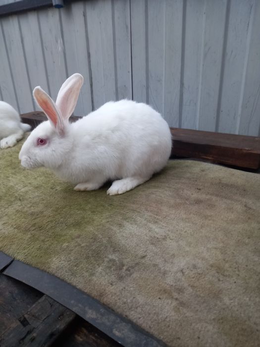 Продаю кролів породи термонська біла.