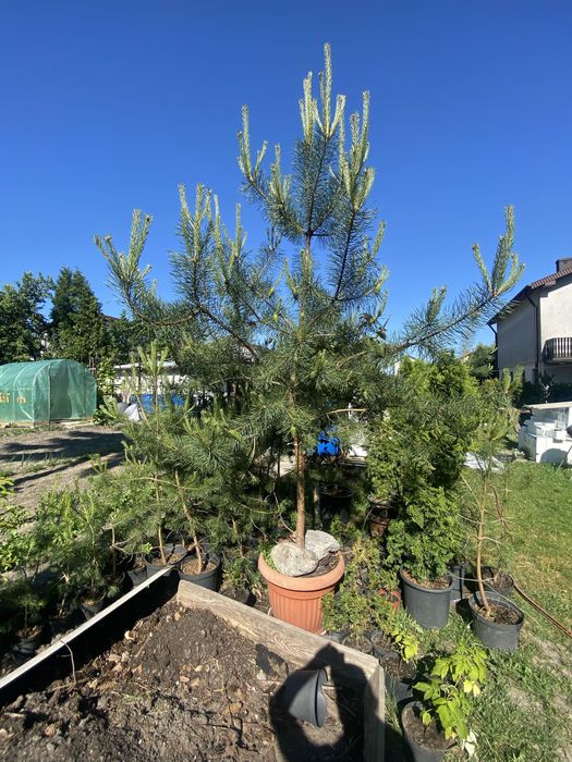 Iglaki wyhodowane w doniczkach