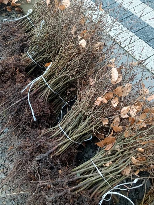 Sadzonki Buka i Jodły sadzonki drzew leśnych