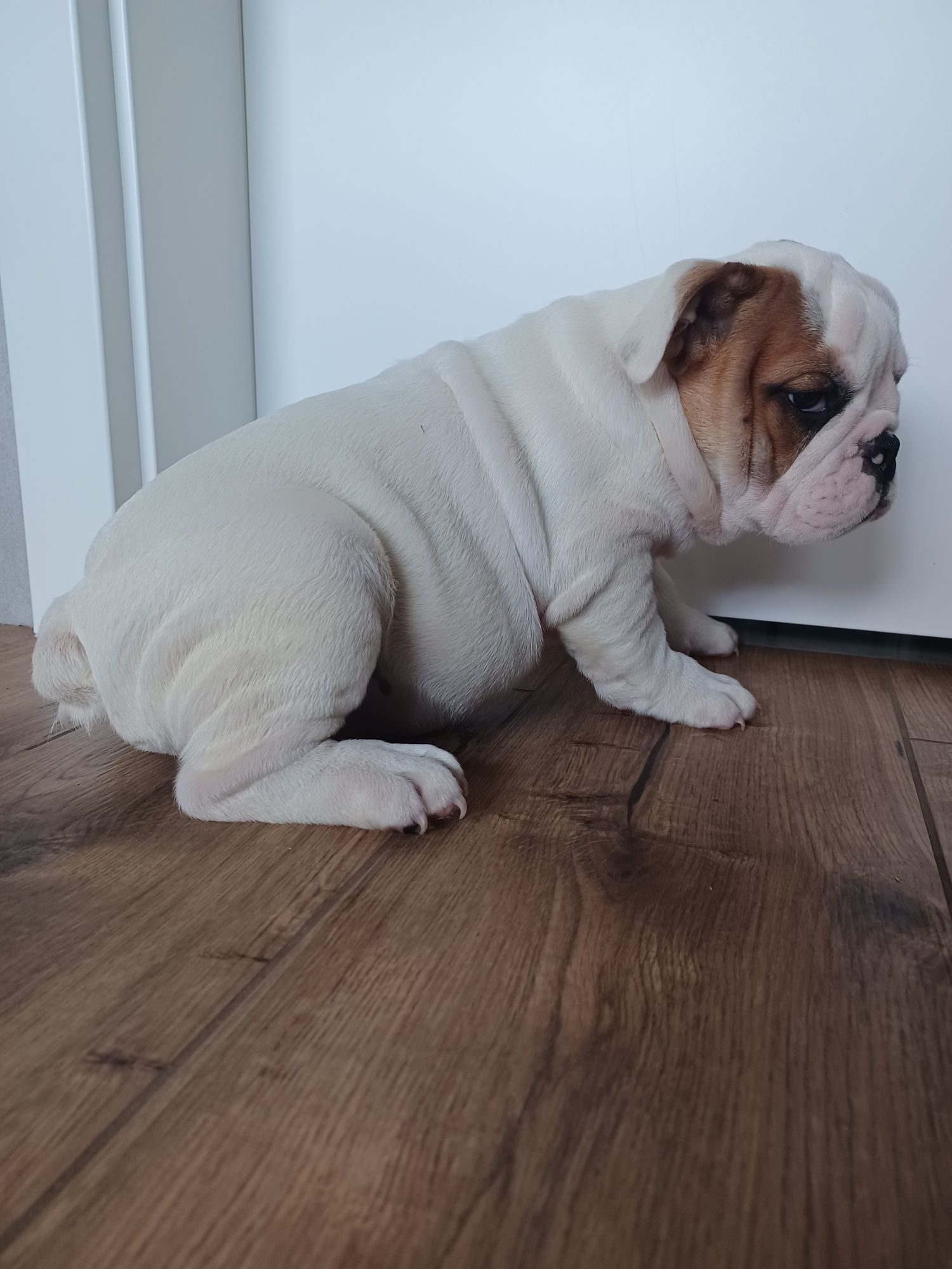 Szczeniak buldog angielski