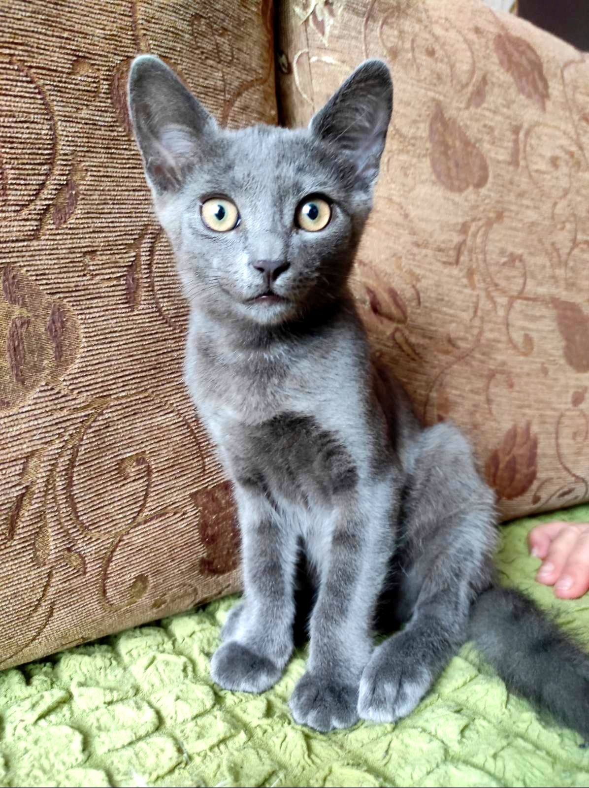 Маленький пепельный котенок мальчик ищет дом! Котята! Отдам в хорошие