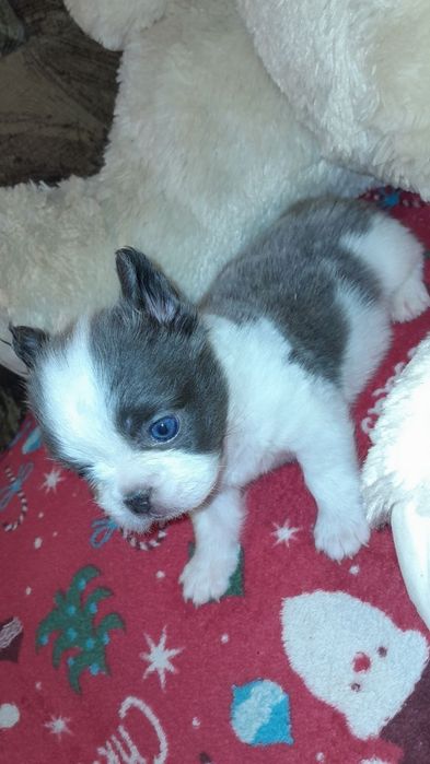 Продається французький бульдог Флаффи