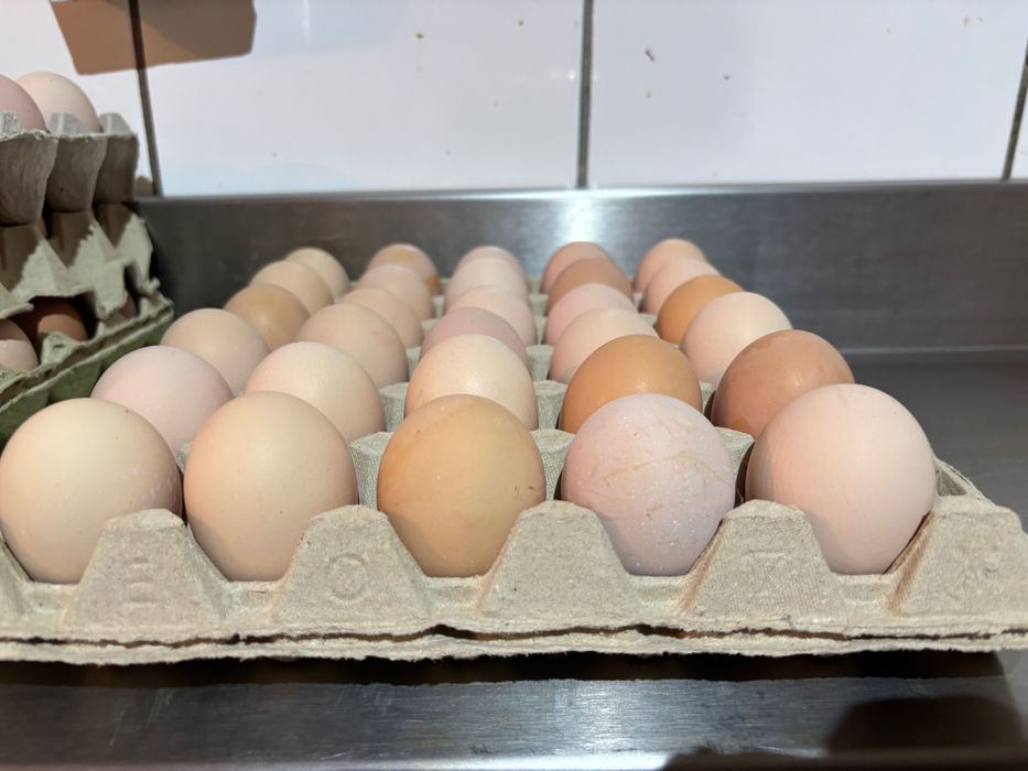 Jajka świeże kremowe