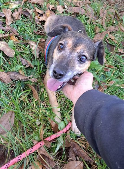 Oddam za darmo- Sympatyczny Kidek szuka domu