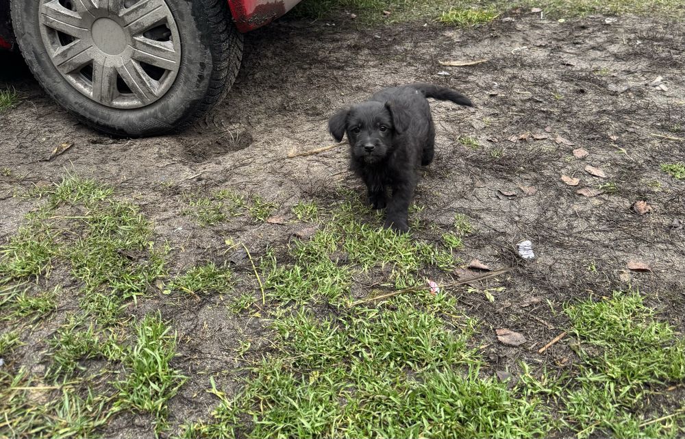 Oddam szczeniaka pieska