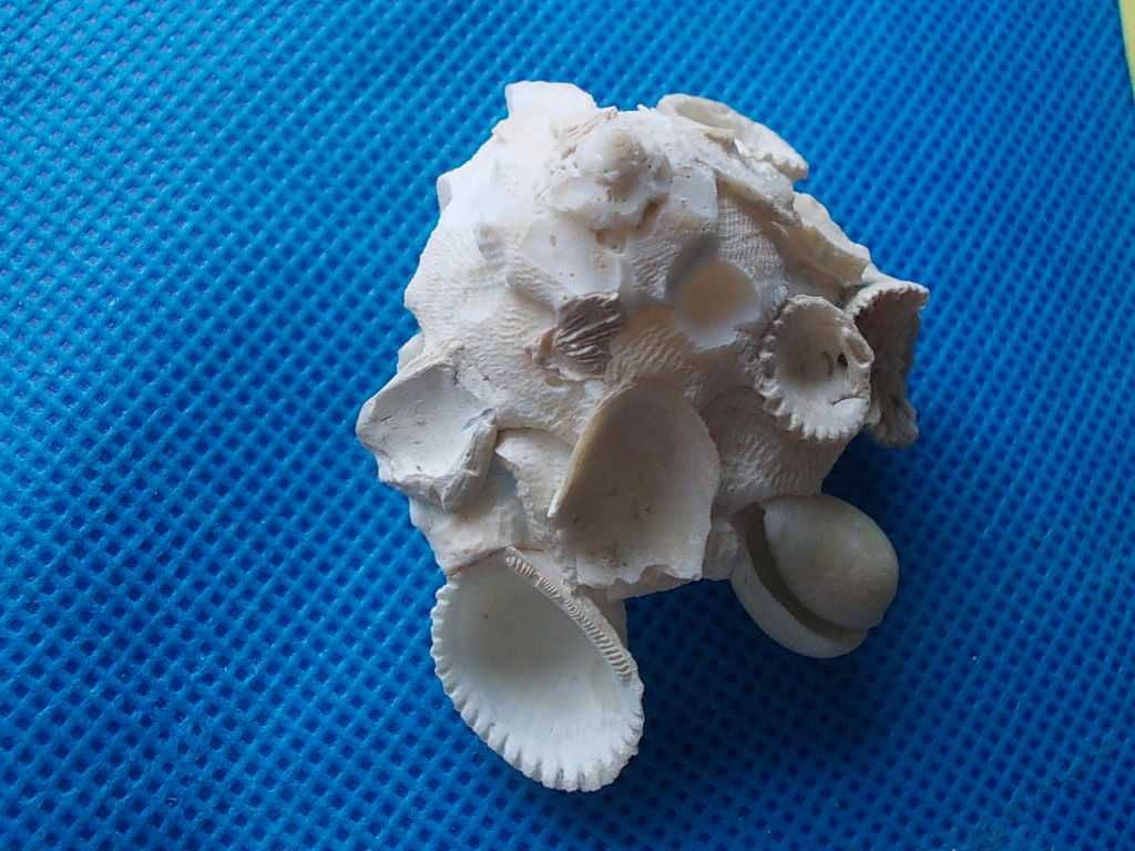 Muszle morskie- Xenophora crispa