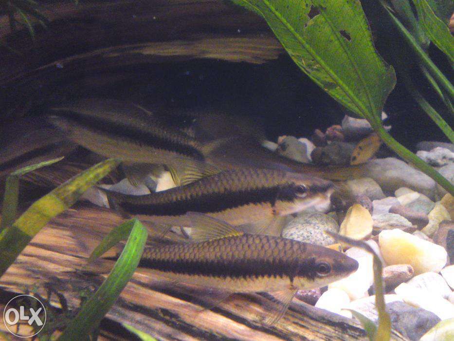 GB Kosiarka, Grubowarg Syjamski (Crossocheilus oblongus)