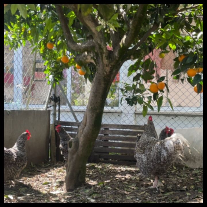 Malines ovos férteis para incubação