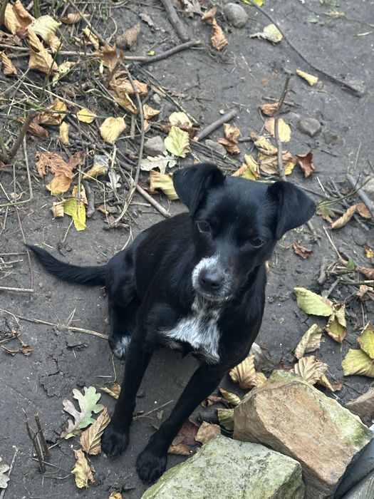 Oddam kundelka w dobre rece