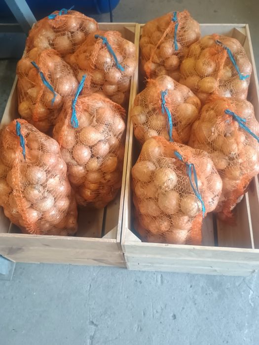 Cebula żółta deserowa z wysyłką