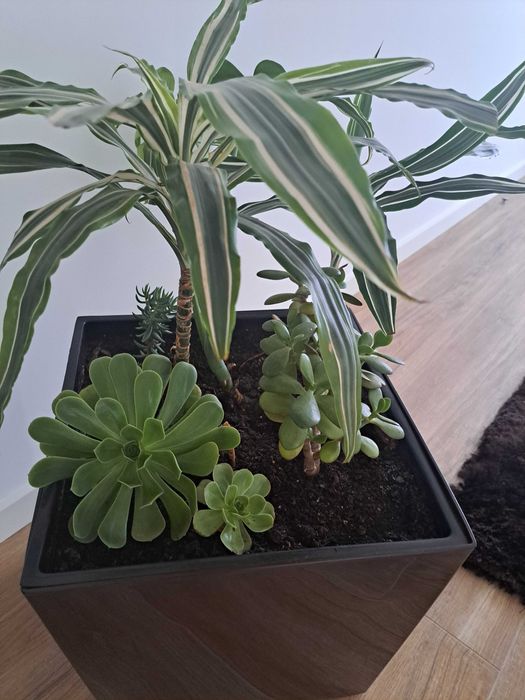 Vendo planta de interior- Oferta de vaso