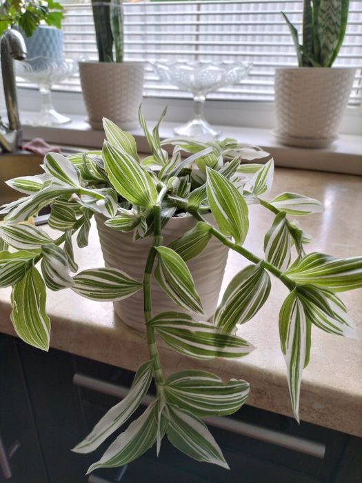 Традесканція зебріна