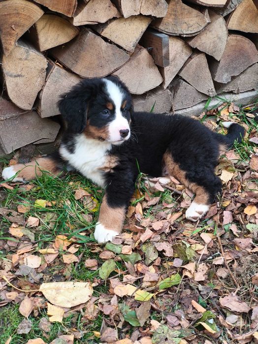 Berneński pies pasterski