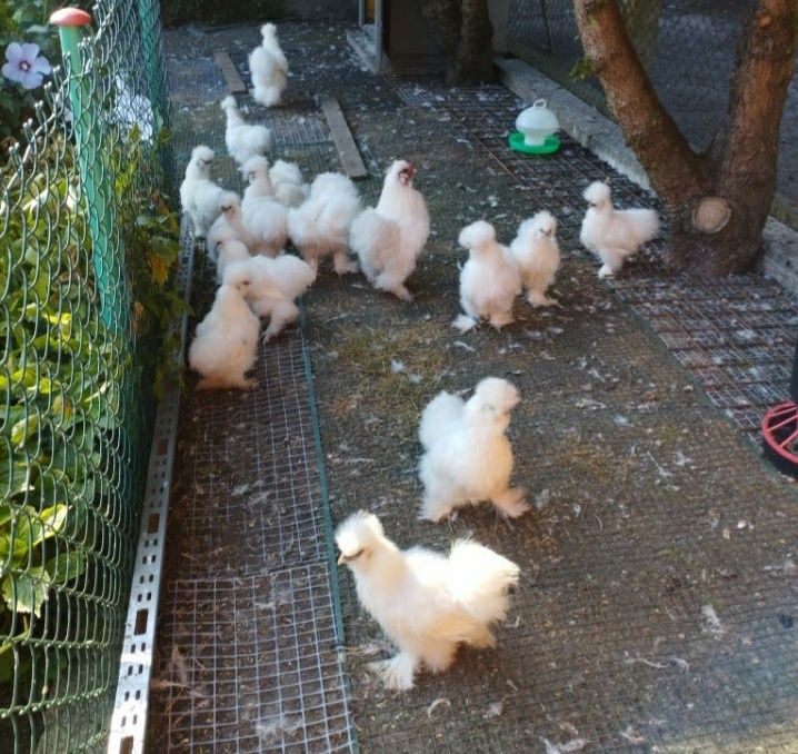 Para parka Kury kura silka silki białe usa puch puchowe kogut kogucik