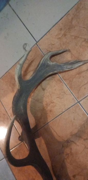 Super Mylkus jelenia