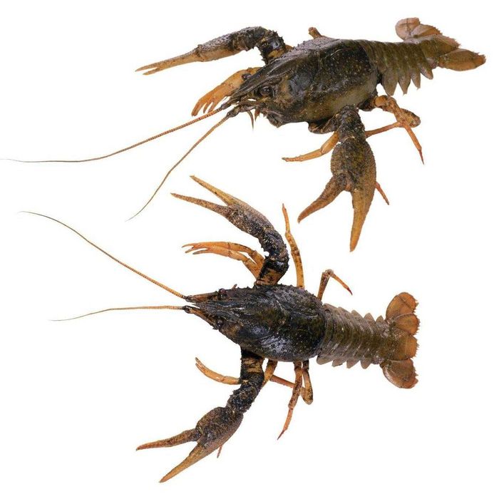 Раки охолоджені мілко-середні до 35 шт/кг (30-50грам/штука) 1кг