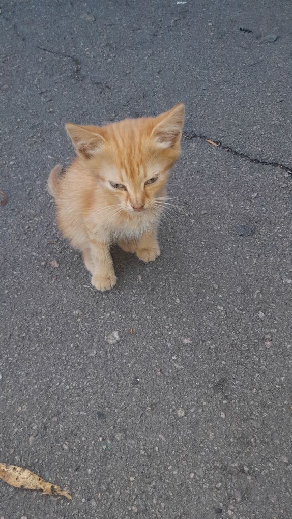 Рыжий котик ждёт своих будущих хозяевов и новый дом.