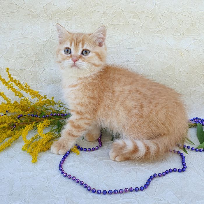Рыжий котик порадует Вашу семью, котенок клубный британец. Котята Киев