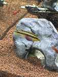Vendo Kribensis aos pares