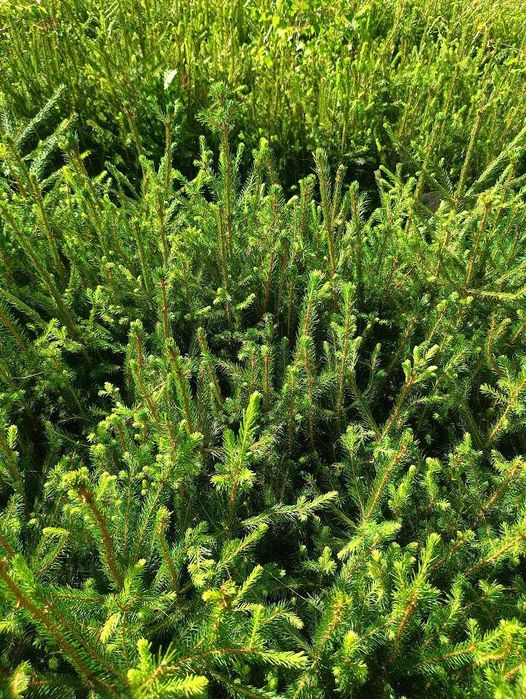 Świerk pospolity 4 lata 4/0 ładne sadzonki 40 cm 70 cm