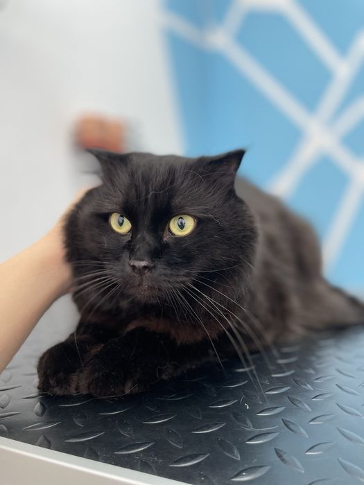 Стрижка собак | груминг котов | триминг | Запорожье