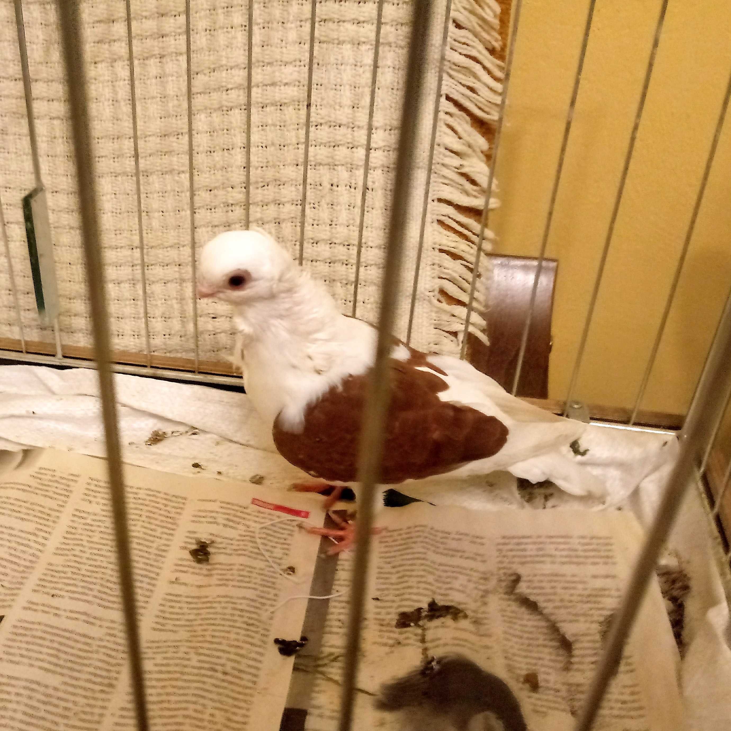 Mewka polska, newki. Gołębie.
