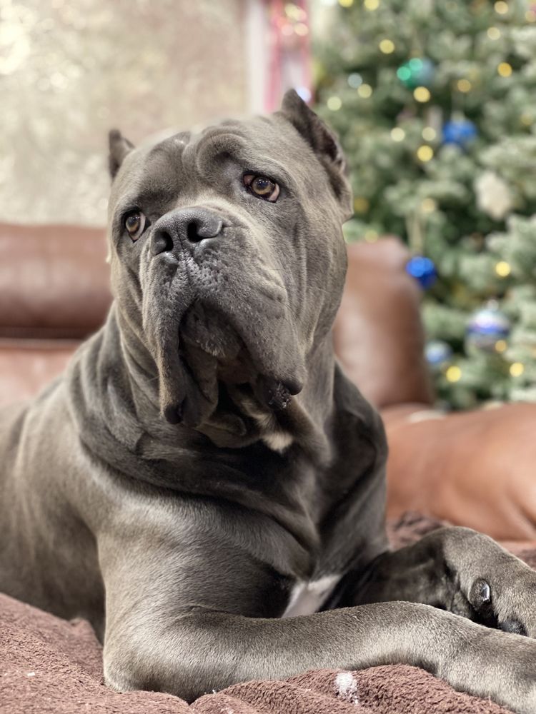 Кане корсо.серый кобель. вязка офиц.тест A/00.Cane corso.