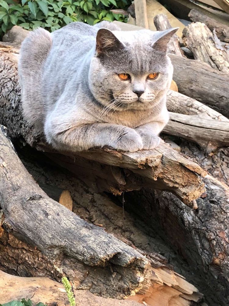 Вязка связка котика Британець прямовухий