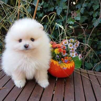 Piękna suczka, zadbana, info instagram