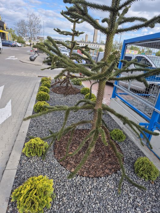 Automatyczne Nawodnienia. Projek, montaż, ogrodnik