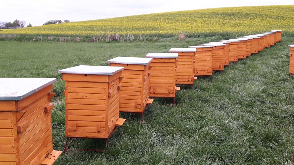 Miód w wiadrach z własnej pasieki. Hurt