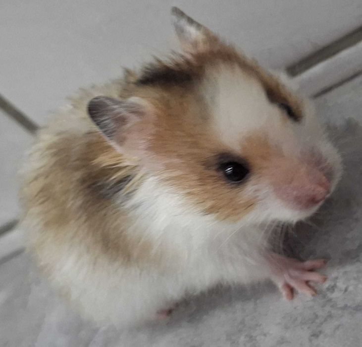 chomik syryjski malutka samiczka