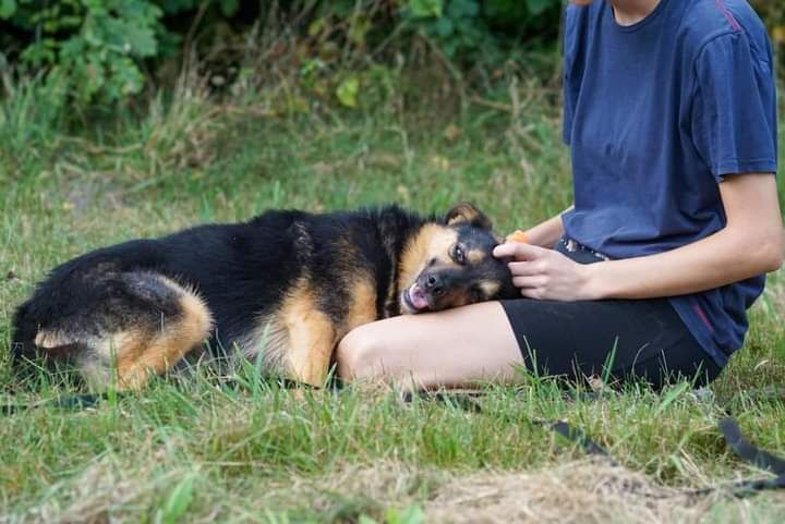 Kochany Pan Miś szuka cudownego domku!