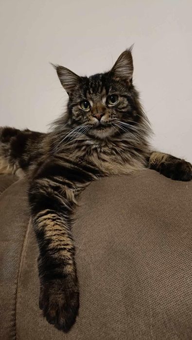 Zaginął mot szczodrkowice