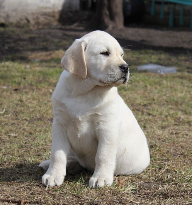 Щенки лабрадор ретривер!