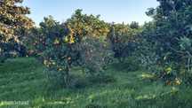 Terreno  para venda