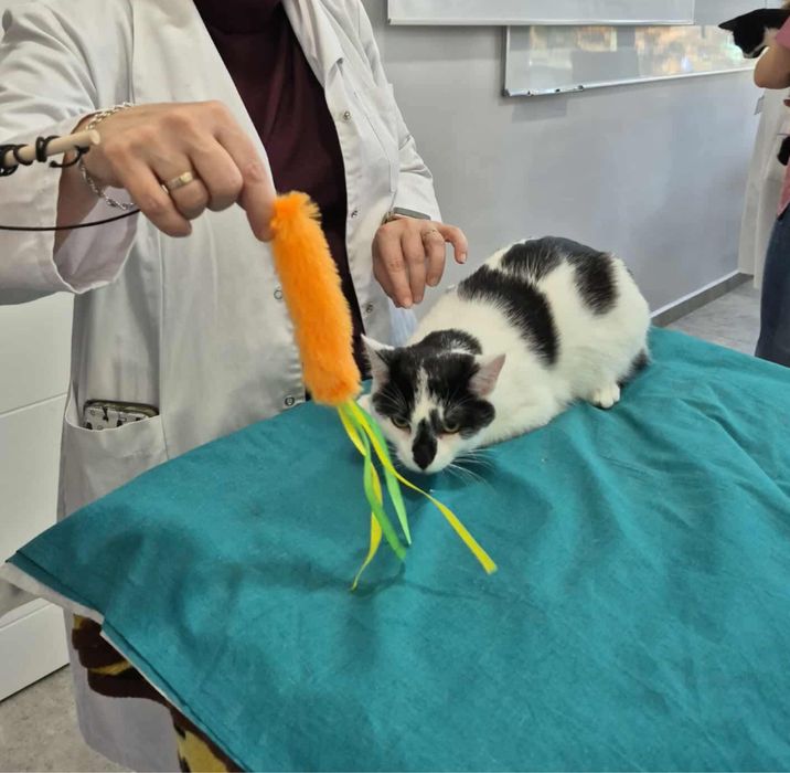 Semafor poleca się do adopcji!