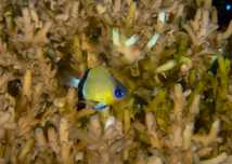 Ryba morska Chromis Retrofasciata S/M Akwarium Morskie