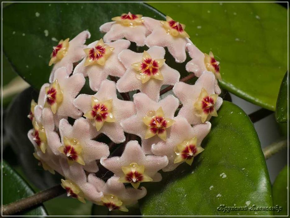 Хойя (восковій плющ)