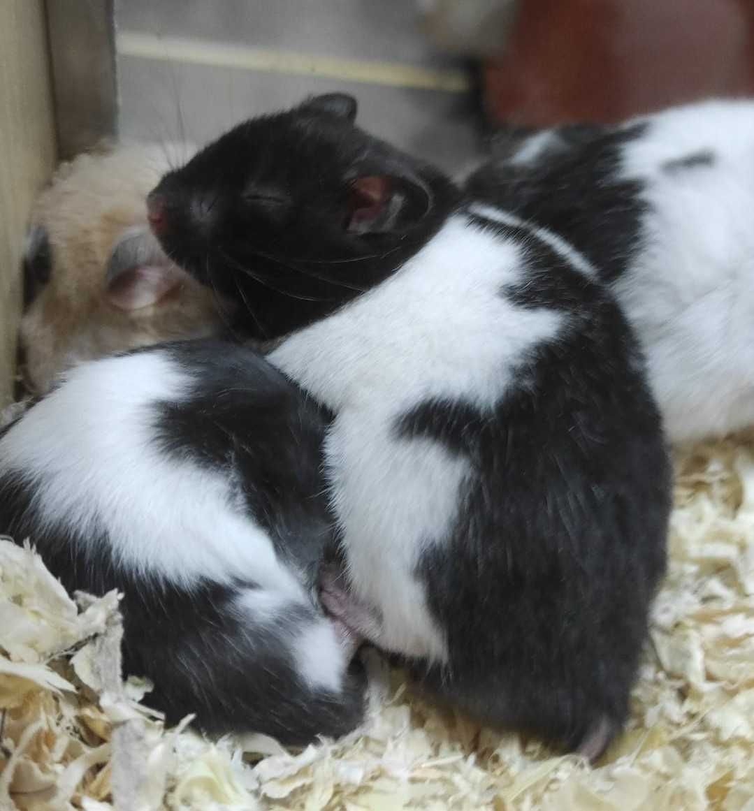 Chomik Syryjski,Roborowski,Dżungarski-TINA ZOO Zabrze