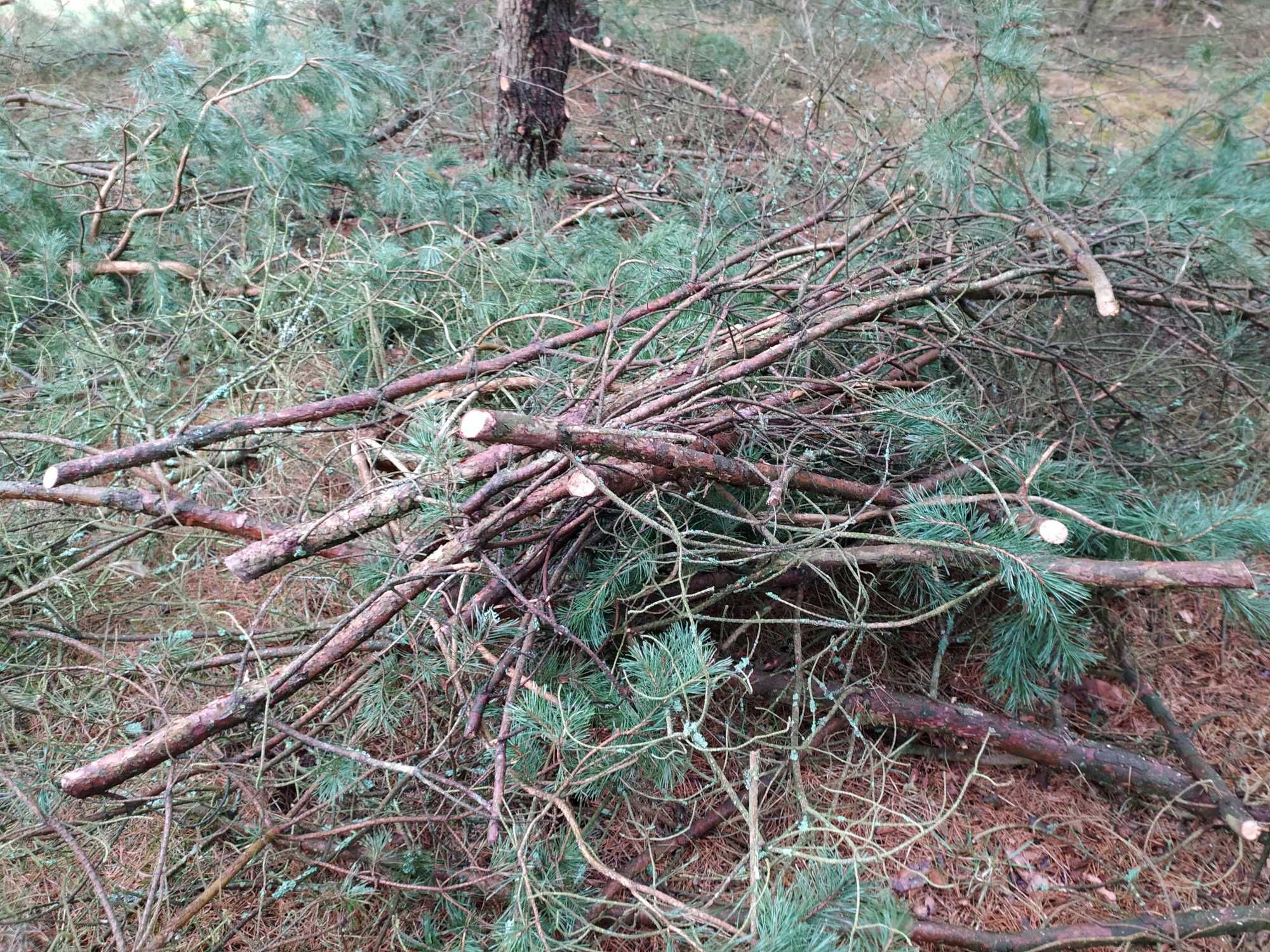 Ponownie aktualne: Gałęziówka, gałęzie, chrust - sosna, drewno opałowe